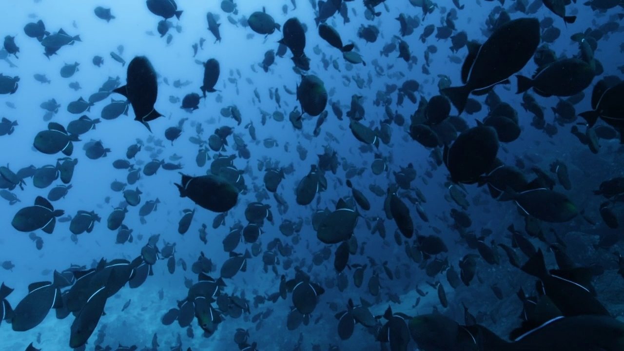 Кадр з фільму